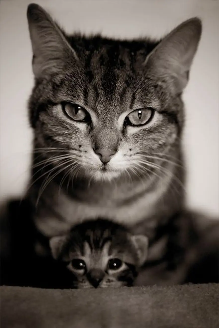 İnternetin yeni fenomenleri 110