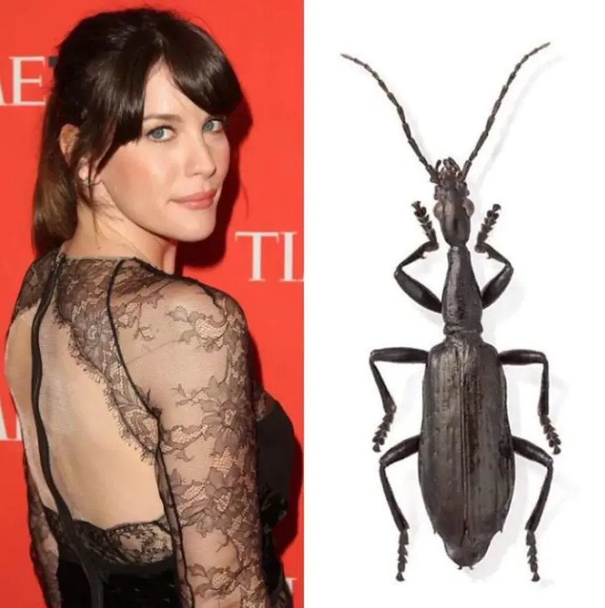 Ünlülerin adı verilen yeni türler 10 Ünlülerin adı verilen yeni türler 10