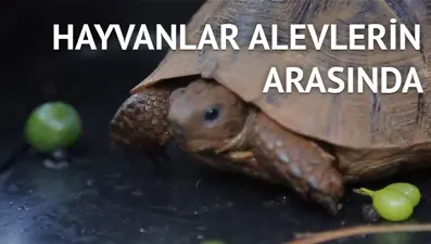 Yangından etkilenen hayvanlar için seferberlik