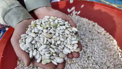 Harman hasadına başlandı: İstanbul, Ankara ve İzmir'e gidiyor