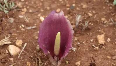Mantar toplarken gördü, adını tarihe yazdırdı: Çiğ yendiğinde çok zehirli