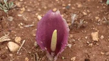 Mantar toplarken gördü, adını tarihe yazdırdı: Çiğ yendiğinde çok zehirli