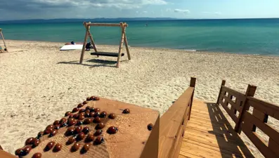 Saros Körfezi'nde uğur böceği istilası