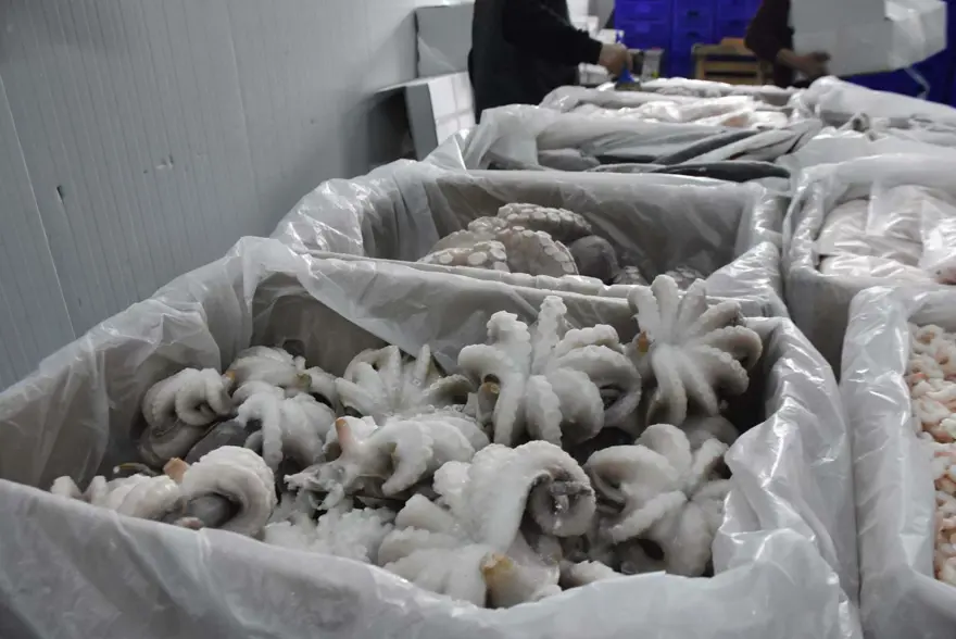 Balıkçılar limana erken döndü: Av sezonuna iklim değişikliği etkisi 3 Balıkçılar limana erken döndü: Av sezonuna iklim değişikliği etkisi 3