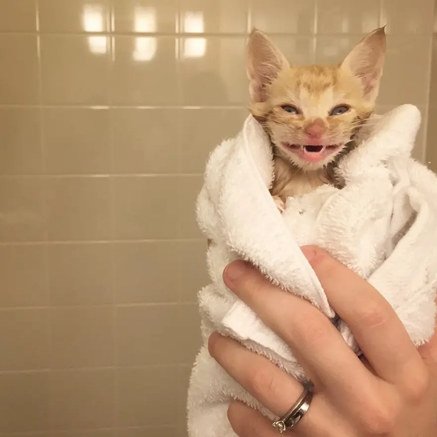 Hayatını kedileri kurtarmaya adadı 191