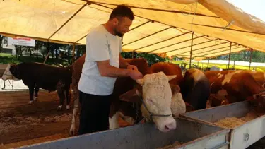 81 ile acil kodlu yazı: Tüm hayvan pazarları kapatıldı