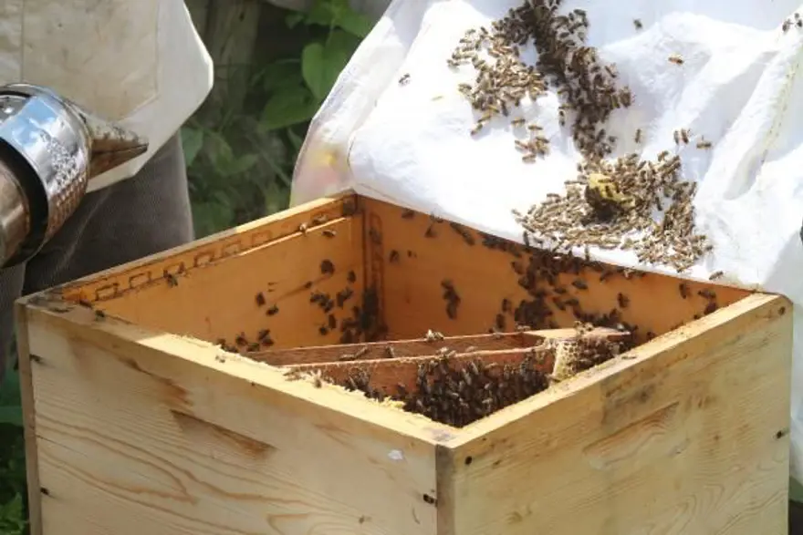 Anzer balında üretim sezonu açıldı 3