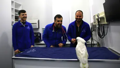 Veterinerlerle dans eden papağan "Ares" ilgi odağı oldu