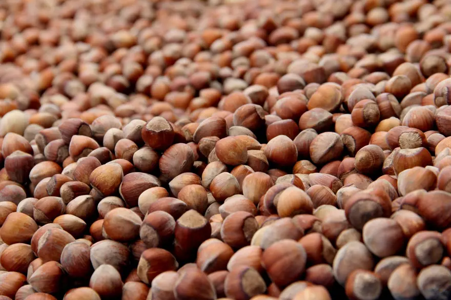 ‘EN AZ 250 BİN TONLUK BİR REKOLTE KAYBIMIZ OLDU’ 3