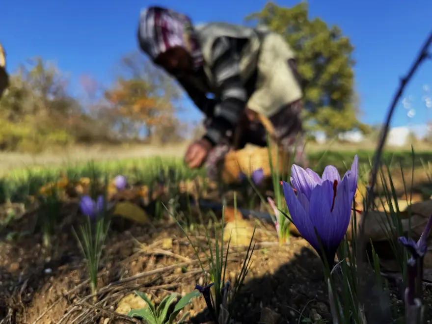 Dünyanın en pahalısı: Toplanıp tek tek ayıklanıyor, 1 kilosu 600 bin TL 2