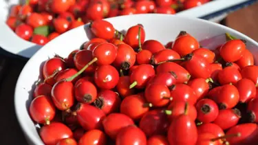 Kuşburnu çayı içmek için 9 neden