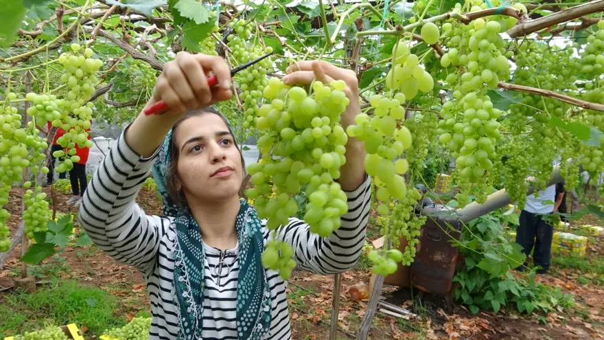 Zirai don meyve fiyatlarını vurdu: İlk ürünler 250 TL'den alıcı buluyor 