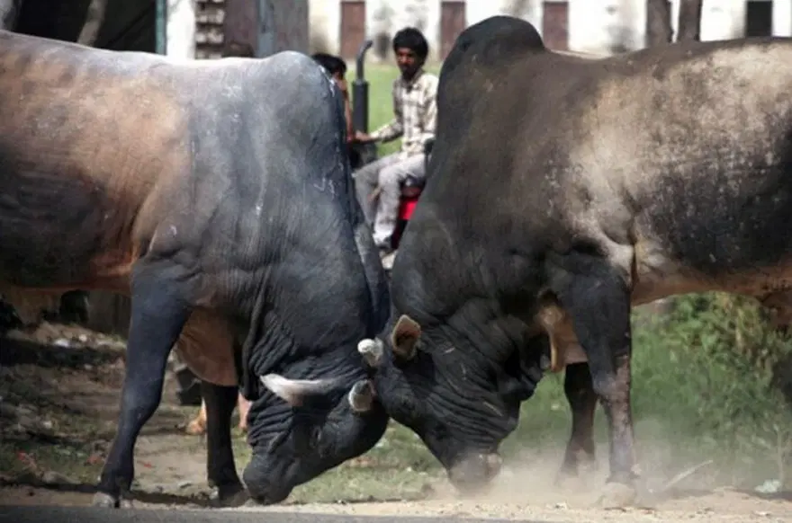 Gariplikler diyarı: Hindistan 5 Gariplikler diyarı: Hindistan 5