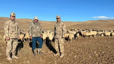 Kaybolan 300 koyun İHA desteği ile bulundu