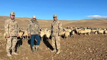 Kaybolan 300 koyun İHA desteği ile bulundu