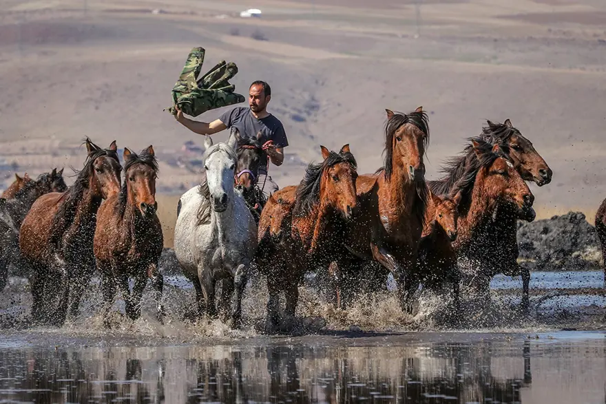 Erciyes eteklerinde yılkı atları 3