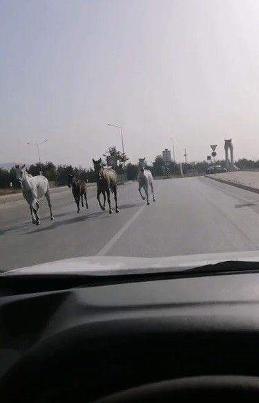 Başıboş atlar karayoluna indi