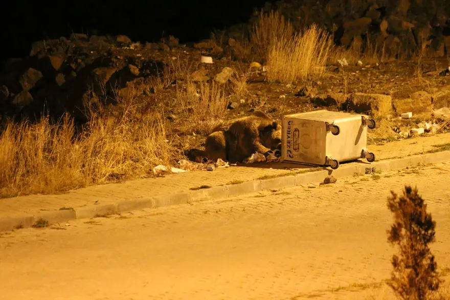 Dünyada tek göç edebilen ayı türü: Sarıkamış'ta çöpten beslenirken görüntülendi 4
