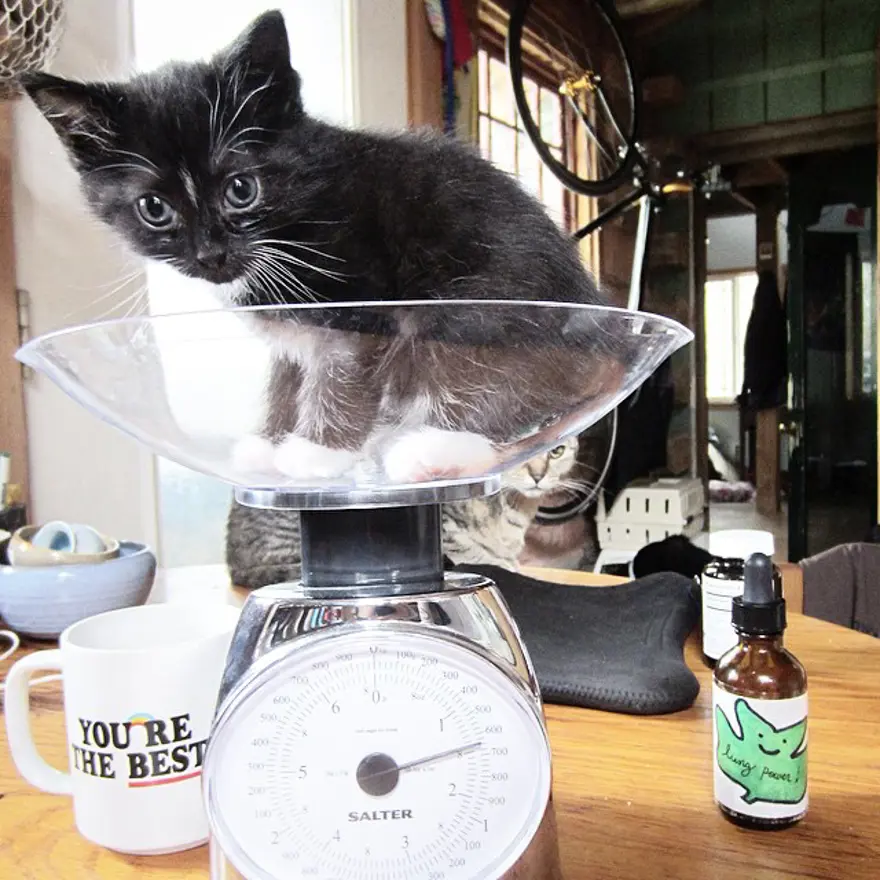 Hayatını kedileri kurtarmaya adadı 150