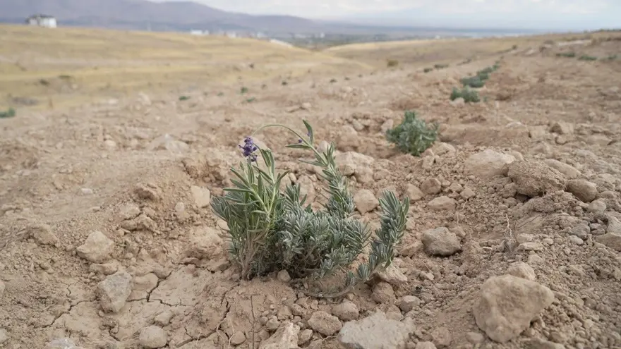 "SUSUZ TARIM CAZİP HALE GELİYOR" 1 "SUSUZ TARIM CAZİP HALE GELİYOR" 1