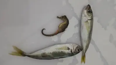 Balıkların arasından çıktı: Evinde pişirmek için almıştı