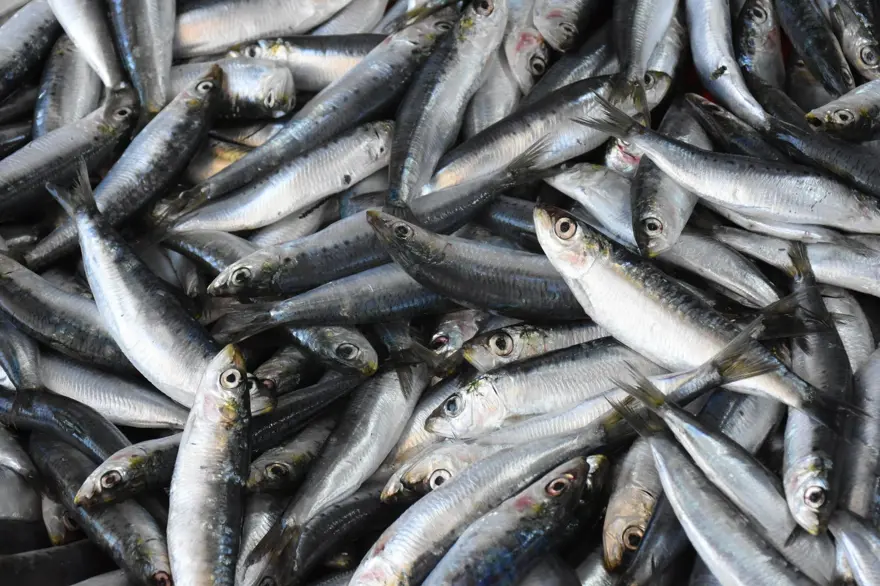 PALAMUT ÇIKMIYOR 4 PALAMUT ÇIKMIYOR 4