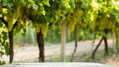 871 dekar alanda yetişiyor! 40 bin ailenin geçimini sağlıyor