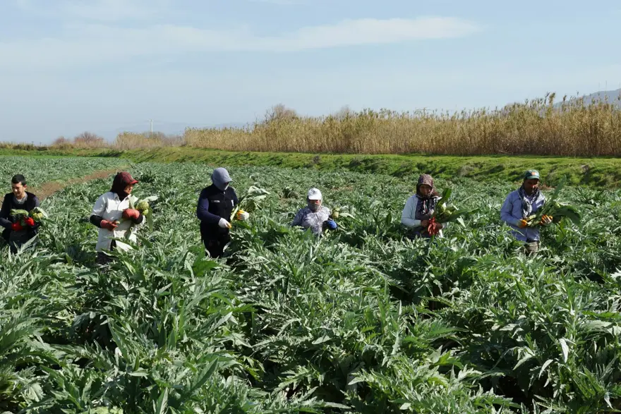Enginarda soğuğa karşı seferberlik ilan edildi 9 Enginarda soğuğa karşı seferberlik ilan edildi 9