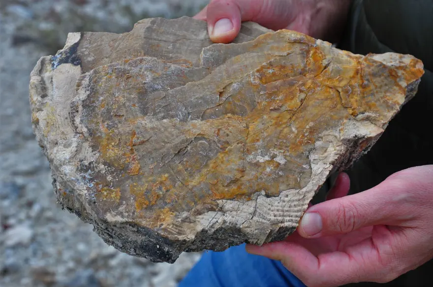 21 milyon yıllık fosil ağaç ormanı tehlikede 1