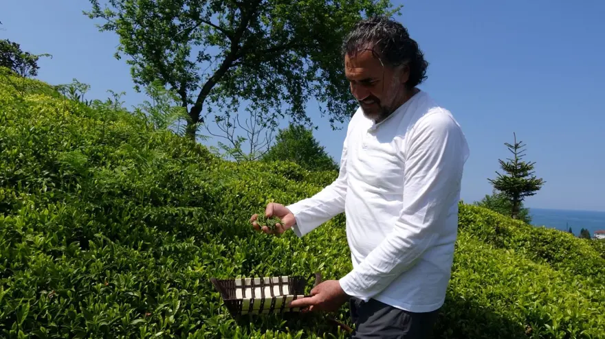 Beyaz çay hasadı başladı (Kilosu 4 bin 500 lira) 10 Beyaz çay hasadı başladı (Kilosu 4 bin 500 lira) 10
