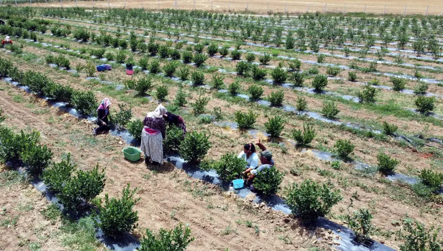 Kuzey Amerika'dan Türkiye'ye kadar yayıldı! Kilosu 230 liradan kapış kapış satılıyor, tıbbi değeri çok yüksek 1 Kuzey Amerika'dan Türkiye'ye kadar yayıldı! Kilosu 230 liradan kapış kapış satılıyor, tıbbi değeri çok yüksek 1