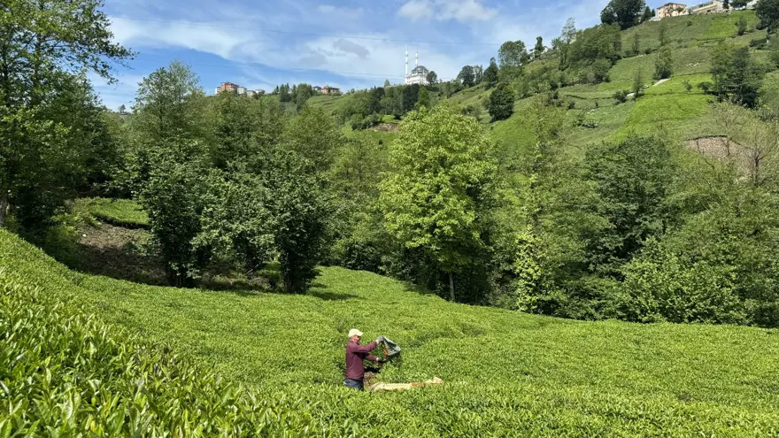 Trabzon Uluağaç Mahallesi'nde kadınlar 26 yıldır yük taşımıyor 6
