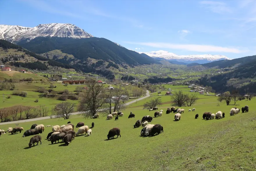 'Sakin şehir' Şavşat ilkbaharda bir başka güzel 
