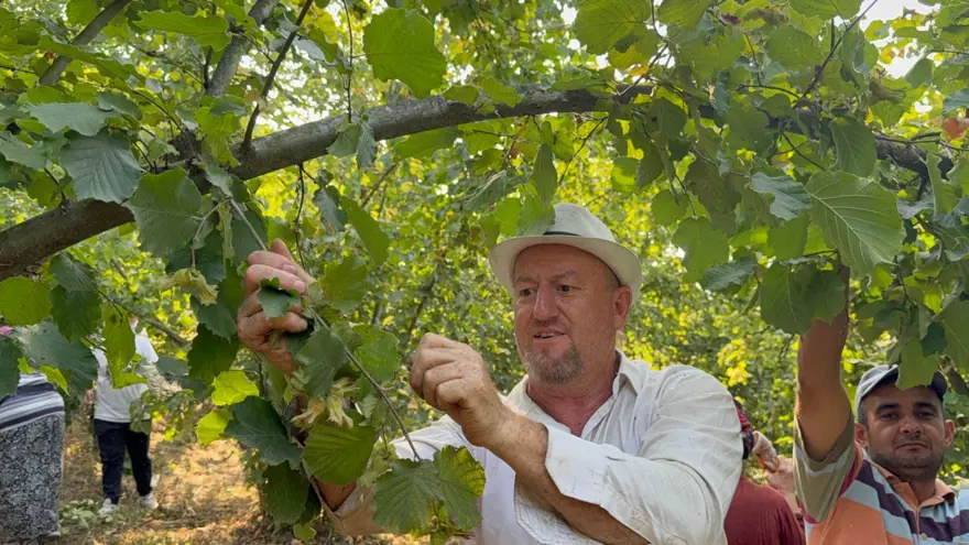 Sıcak havalar erken olgunlaştırdı: Hasat başladı 2 Sıcak havalar erken olgunlaştırdı: Hasat başladı 2