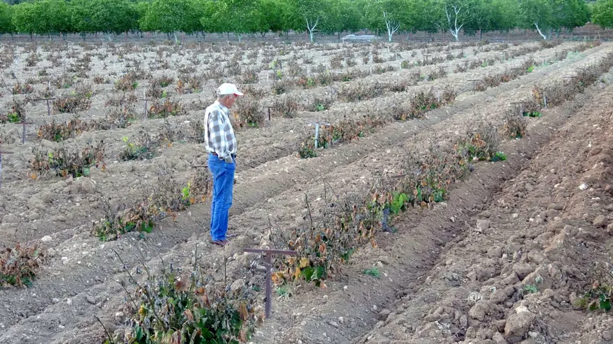 Mersin'de sıcaklık ani düştü, meyve bahçeleri zarar gördü Mersin'de sıcaklık ani düştü, meyve bahçeleri zarar gördü