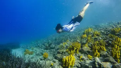 Göcek koyları serbest dalış tutkunlarını ağırlıyor