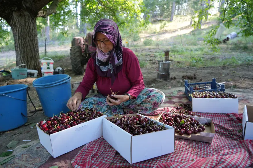 Kilosu 60 liradan alıcı buluyor! Bursa'dan dünyaya yayılıyor, 50 yıllık hikayesi var 8