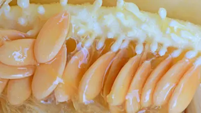 Sıcak havalarda serinlemenin doğal yolu: Bağışıklığı güçlendiriyor