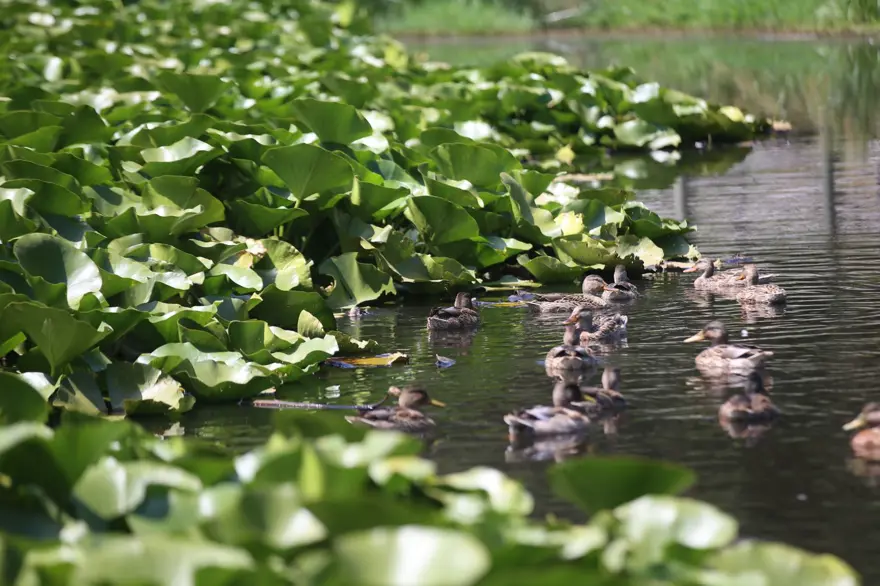 KURAKLIK SU KAYBINA NEDEN OLUYOR 2 KURAKLIK SU KAYBINA NEDEN OLUYOR 2