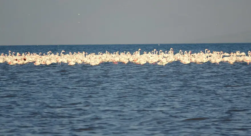 Flamingoların uğrak noktasında adacıklar oluştu 6