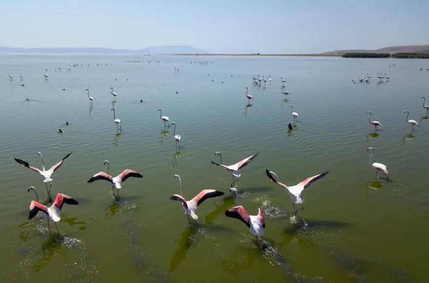 Van Gölü binlerce flamingoya ev sahipliği yapıyor 14