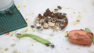 Laboratuvarda üretildi, 3 ilçede doğaya salındı (Samurayarılarının mücadelesi başlıyor)