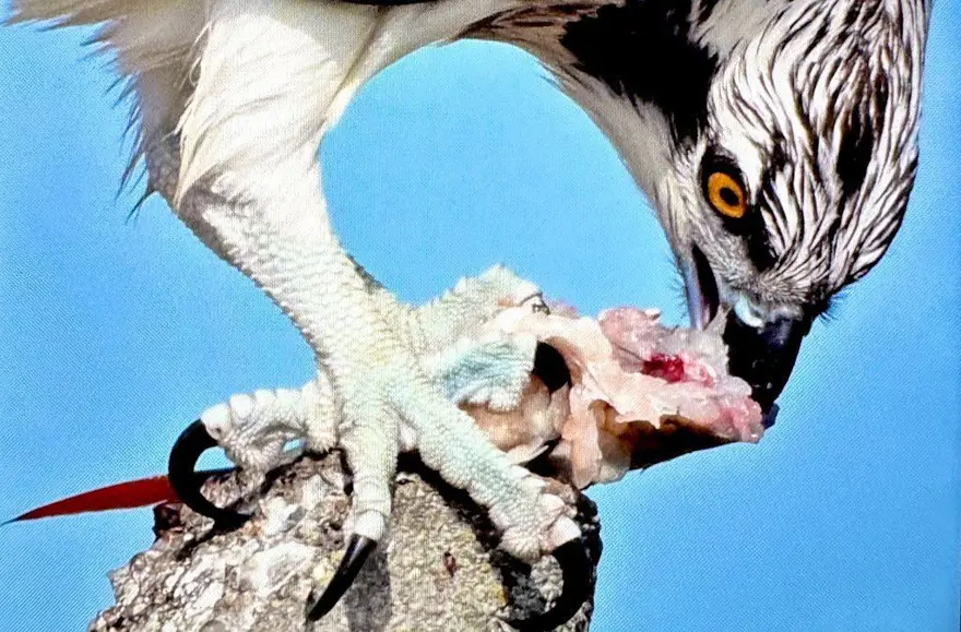 Türkiye’de nadir bulunuyordu: Bursa'da görüntülendi 4