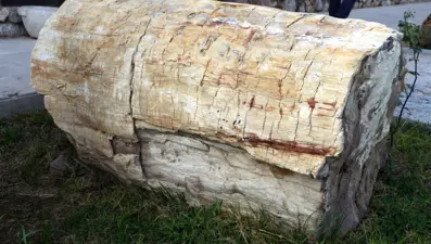 Tokat'ta tropikal iklim kuşağına ait 41,5 milyon yıllık ağaç fosilleri bulundu