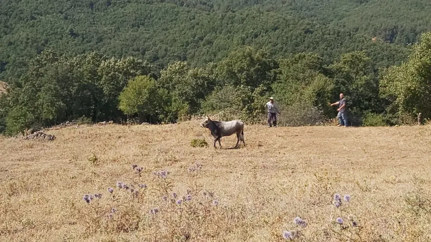 Bayramda kaçan dana 26 gün sonra yakalandı 2