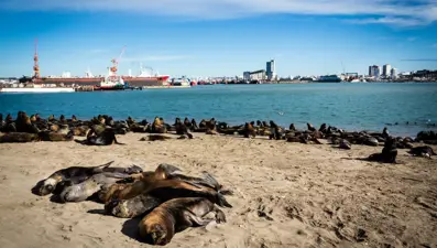 Deniz aslanları limanı işgal etti: Yetkililer operasyon başlattı