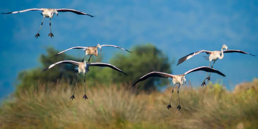 Deniz ile ormanın kucaklaştığı Karacabey Longozu'nda sonbahar renkleri 5