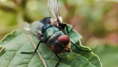 ABD’de ilk kez görüldü: Et yiyen parazit insan vücuduna sızdı