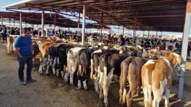 Kırşehir'de şap karantinası: Canlı hayvan pazarı kapatıldı