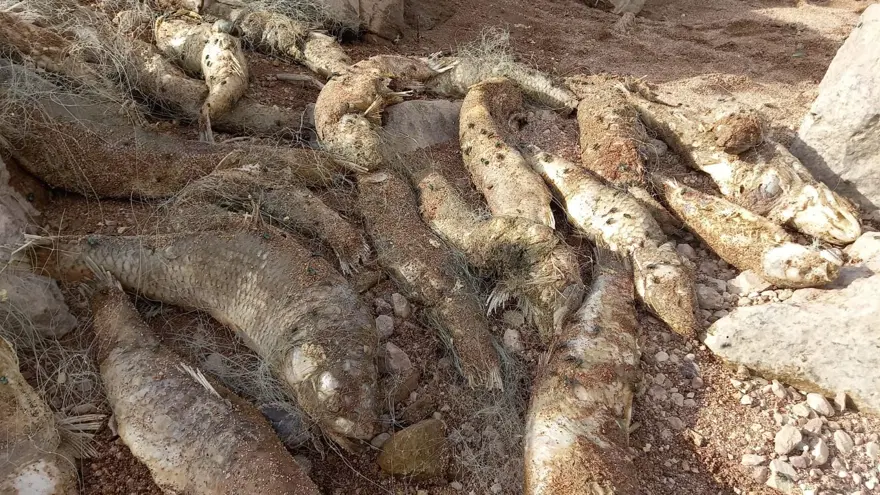 Siirt'te suya kaçak ağ bıraktılar: Çok sayıda balık telef oldu 4